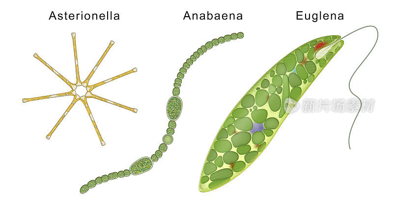 三种藻类:Asterionella, Anabaena, Euglena